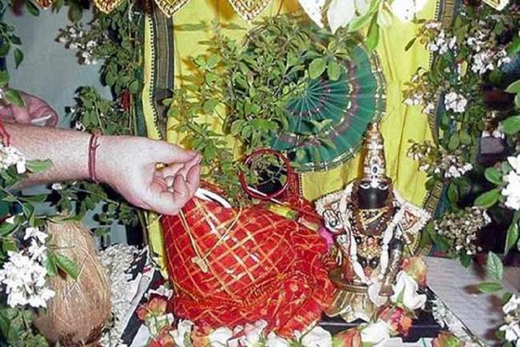 Tulsivivah2025, तुलसी के औषधीय गुण, तुलसी विवाह की वैज्ञानिक उपयोगिता, Science of Tulsi Vivah, तुलसी विवाह,तुलसी का पौधा,